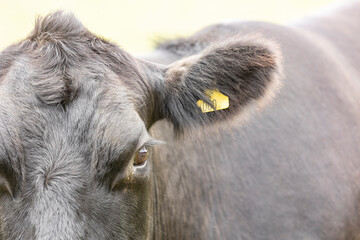 Wall Mural -  Front view of a part of the face of a black cow with a yellow ear tag. Focus on the eye and eyelashes. An ear tag is an object used for identification of animals