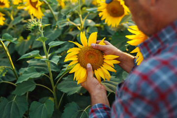 Wall Mural - Farmer examining crop  in the sunflower field. Business, harvesting, organic gardening concept.