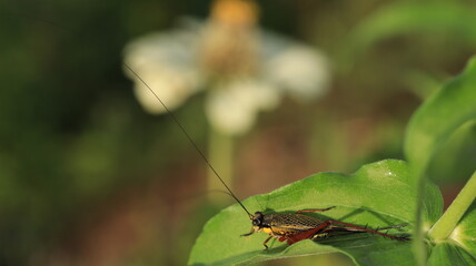Wall Mural - a wild cricket with its long horns is perching on a leaf