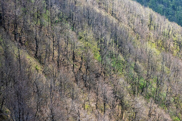 Wall Mural - Deciduous forest from Klak hill, Slovakia, springtime scene