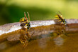 Deutsche Wespe, Vespula germanica, am Wasser