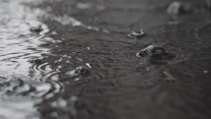 Wall Mural - Slow motion closeup of summer rain falling into big puddle on asphalt