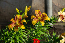 Two Blooming Flowers Of An Orange Lily With Unopened Buds On The Background Of The House. . High Quality Photo