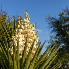 Wall Mural - Yucca gigantea (Yucca elephantipes, Yucca guatemalensis) is a yucca species that is native to Center of America.