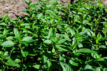 Naklejka na meble Fresh green peppermint or mentha × piperita, also known as Mentha balsamea leaves in direct sunlight, in an organic herbs garden, in a sunny summer day
