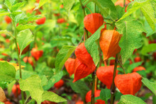 Physalis Alkekengi, Bladder Cherry Close-up Shrub Plant In Bright Orange Red Colors