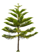 Isolated Single Norfolk Island Pine Tree On White Background With Clipping Path