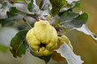 fresh ripe hard aromatic bright golden yellow  pome fruit quince growing on the tree