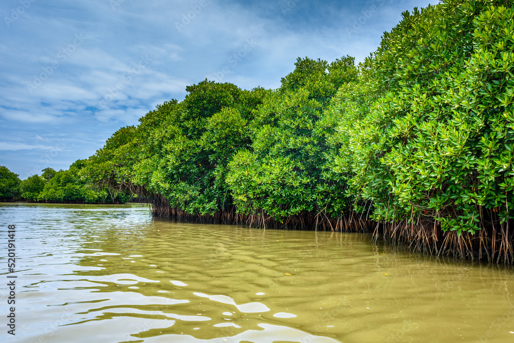 pichavaram-mangrove-forests-the-second-largest-mangrove-forest-in-the