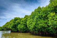 Pichavaram Mangrove Forests. The Second Largest Mangrove Forest In The World, Located Near Chidambaram In Cuddalore District, Tamil Nadu, India