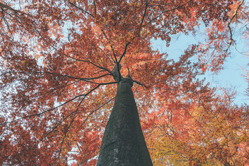 autumn tree in the park
