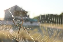 Argiope Spider Spinning Its Cobweb In Countryside, Closeup