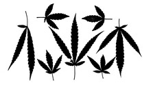 Cannabis Leaf Silhouette Black White Background Vector Illustration