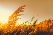 Dry Reed Growing Outdoors At Sunset, Closeup View