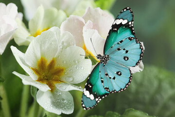 Beautiful flowers with morning dew and butterfly in garden, closeup view