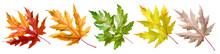 Five Autumn Maple Leaves Of Different Colors Isolated On White Background. Clipping Path.
