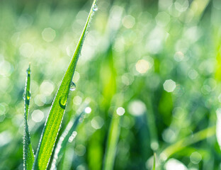 Wall Mural - Sparkling dew drop on the green grass leaf close-up. Purity and freshness concept. Blurred gren nature background.