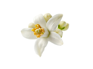 Wall Mural - Orange blossom or neroli white flower and buds isolated on white