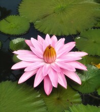 Pink Flower Water Lily Plantae Sacred Lotus Bean Of India