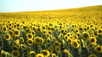 Wall Mural - Campo de girasoles con luz dura antes del atardecer en andalucia