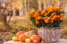 Autumn Fall Composition With Pumpkins, Apples And Basket With Chrysanthemums. Concept Of Thanksgiving Day Or Halloween
