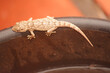 Gecko en équilibre sur le bord d'un seau.