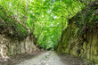 Ravine covered by green forest