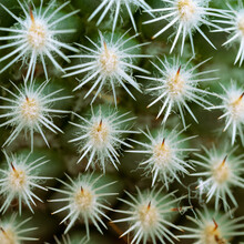 Cactus Thorns Close Up Macro