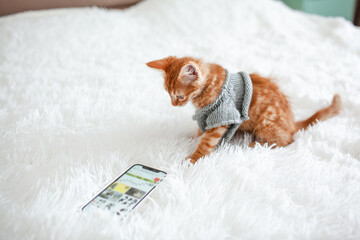  The ginger kitten lies in the white blanket and look to the phone