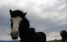 Close-up Of A Beautiful Horse With Pale Blue Eyes Against Cloudy Gray Skies. Film Photography