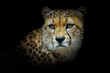 Cheetah (Acinonyx jubatus), with a beautiful dark background. Colourful endangered animal with yellow hair sitting on the ground in the savannah. Wildlife scene from nature, Serengeti, Tanzania