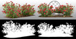 Cutout flowering bush isolated on transparent background via an alpha channel. Red rose shrub for landscaping or garden design