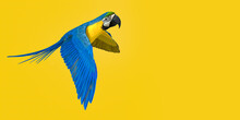 3d Illustration Of Scarlet Macaw Parrot On Yellow Background 