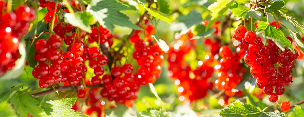 Wall Mural - Ripe red currant in a garden