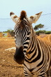 Zebra zbliżenie, portret, zwierzę stoi i patrzy w kamerę. 