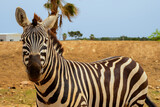 Fototapeta Zwierzęta - Zebra zbliżenie, portret, zwierzę stoi i patrzy w kamerę. 