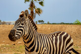 Fototapeta Zwierzęta - Zebra zbliżenie, portret, zwierzę stoi i patrzy w kamerę. 