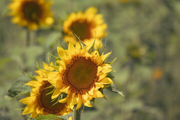 Wall Mural - Group of blooming sunflower heads.