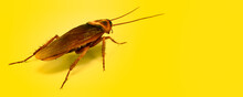 3d Illustration Of Cockroach On Color Background HD