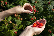 female hands picking raspberries from a bush (Corrected)