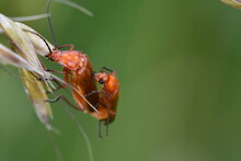 Rhagonycha Fulva,  Red Soldier Beetle,  The Bloodsucker Beetle, The Hogweed Bonking Beetle, Kilkenny, Ireland