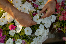 Old Grandmother's Hands Picking Flowers