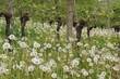 Pusteblumen im Weinberg, Frühling. Ökologischer Anbau. 