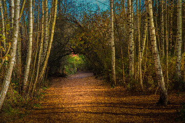 Wall Mural -  2022-07-30 A WALKWAY COVERED IN LEAVES WITH TREES LINING THE WAY IN THE MERCER SLOUGH IN BELLEVUE WASHINGTON