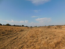 A Winter's Golden Grass Land Landscape With Rows Of Green Trees On The Horizon Under A Blue Sky With A Herd Of Sheep Walking In A Line Through The Field Followed By A Llama