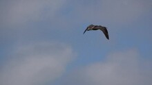 A Curlew (Numenius) In Low Level Flight, Strong Breeze