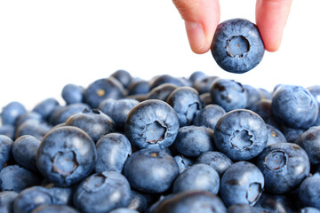 Wall Mural - Holding a fresh ripe blueberry between the fingers