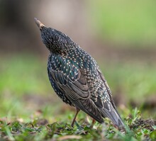 The Starling Bird Stands On The Ground
