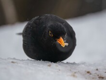 Blackbird Eats A Seed