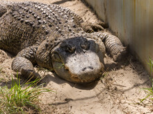 An Alligator Lurking In The Sand, In A Zoo Enclosure, On A Sunny Summer Day. Close-up